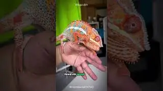 What Causes Lizards to Change Color? The Shocking Truth 