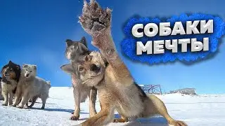 The Road from Dyatlov Pass \ Dream Dogs \ Walking Along Lozva \ Hospitable Mansi \ Ushma #6