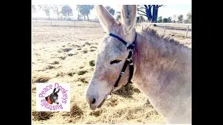 How to make a rope bridle