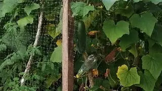 HUERTA AGROECOLÓGICA / Asociación de Cultivos Pepino, Tomate y Cebolla  2024 || Natural Force
