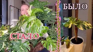 Мои растения: БЫЛО | СТАЛО
