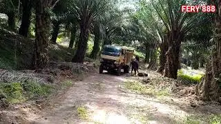 muat sawit