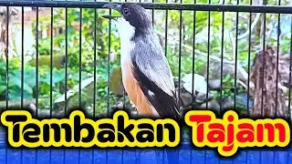 Long-Tailed Shrike ‼️MASTERAN CENDET TEMBAKAN TAJAM MATERI ANDALAN CENDET JUARA
