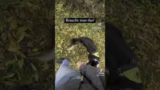 3 in 1 im Hundetraining 🐶 #heywuffi #hund #bordercollie #hundeerziehung #hundeliebe #hundetraining