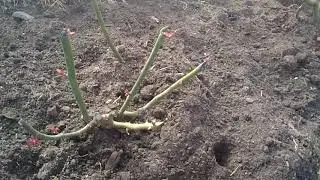 ОБЗОР КЛЕМАТИСОВ ОТ ПОДВОРЬЯ .КЛУБНИКА.РОЗЫ ПОСЛЕ ЗИМЫ . РОДОДЕНДРОНЫ .