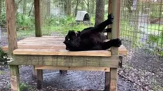 Silly Leopard!