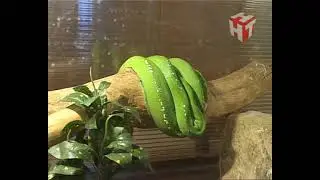 Серпентарий в музее