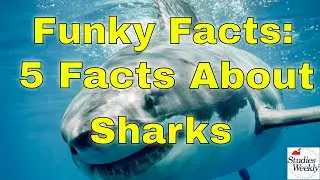 Studies Weekly Funky Facts: 5 Facts about Sharks