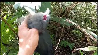 hunting, yos hav zoov tua noog lomzem heev parts 11