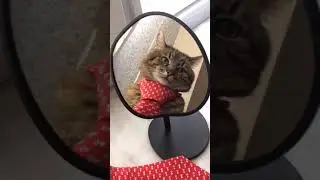 Кот Степан | Я устал страдать | Cat Stepan