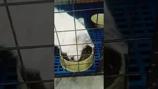 KAIN SI PABEBE GIRL AYING AT BIBOY BIGBOY 🦮🐶