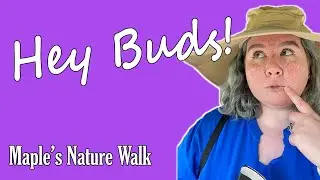 Hey Buds! | POV Maple Sees A Squirrel #shorts