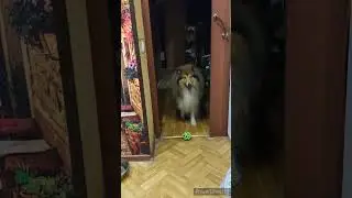 КОЛЛИ, ШОТЛАНДСКАЯ ОВЧАРКА. СЭМ