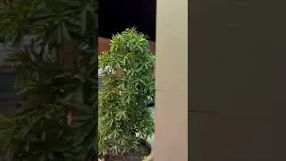 Вся полиция деревни приехала