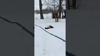 ЗАБАВНЫЕ ЖИВОТНЫЕ
