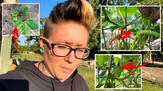 It’s ALL Being Attacked! | Large Family Homesteading