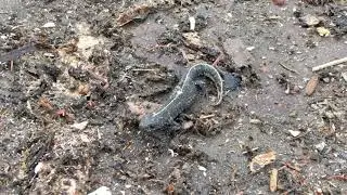 Alpine crested newt (Triturus carnifex) or Italian crested newt - Part 1