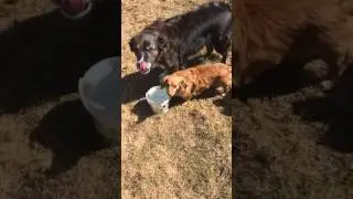 Water time border collie Chiweenie