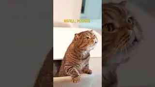Crazy Cat LuLu Demands More Cake!