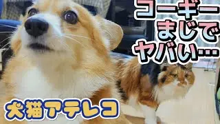 【恐怖】コーギーの食い意地【犬猫アテレコ】