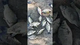 Настрелял так сказать, не в значай ! #fishing #shorts #охота #подводная #short