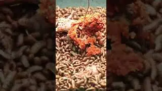 Mealworms vs KFC chicken 🍗 #kfcchicken #mealworms #maggots #foodeating