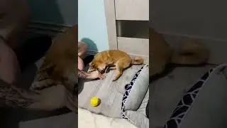 Сиба ину 