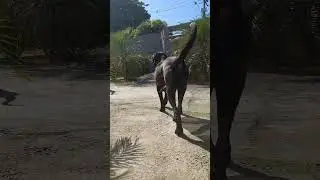 Exposição Fila Brasileiro - Do vô.