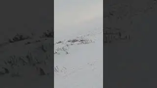 Заяц из под куста. ЗАЦЕПИЛ  