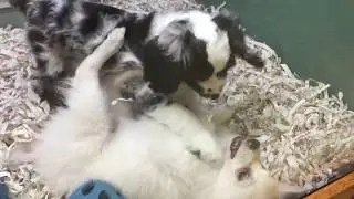 Playful American Eskimo puppy
