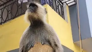 #monkey 🐒