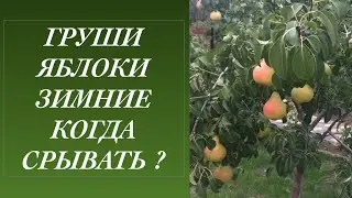 Зимние Груши когда срывать