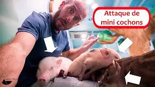 Bar à mini cochons au Japon