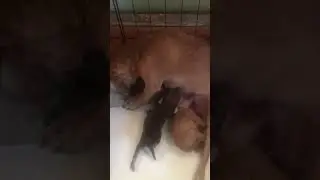 Лапуля!
