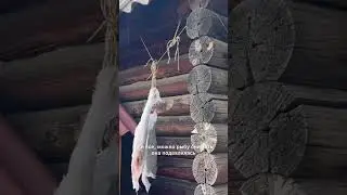 Я ЗАКОПТИЛ ЩУКУ и ОКУНЯ…