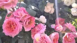 А лето розового цвета. Воспоминания.