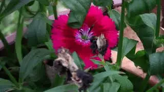 Canon Vixia HF R800 Video Sample