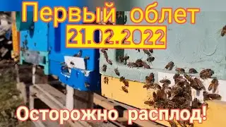 Первый облет 2022 . Внимание расплод ,осторожно с кормами !