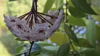 Hoya mathildae  in bloom September 2024