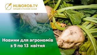 Новини для агрономів з 9 по 13 квітня: Посівна-2018, підживлення озимих, підтоплення угідь
