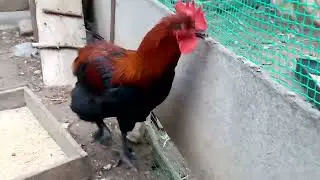 Поездка за петухком Марана!! Подарок от друга!!