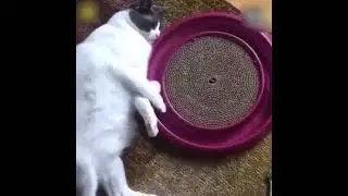 Смешные моменты кошек и собак