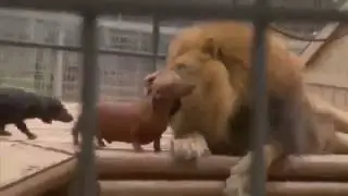 Лев+собаки=дружба