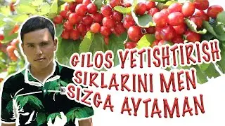 ГИЛОС етиштириш сирлари / GILOS yetishtirish sirlari