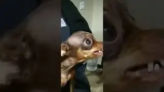опасный пëс!!