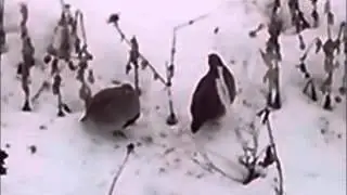 Тольятти Серые КУРОПАТКИ 07 02 2016