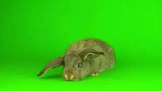 🐰 Gray Hare Rabbit Green Screen Footage | Free HD Animal Video Background