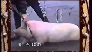 Сам себе режиссер 1998. Поросёнок.