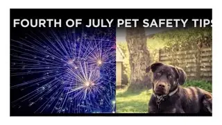 How to keep your pets safe and happy