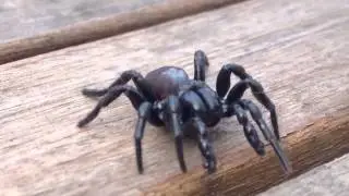 SPIDER CRAWLING